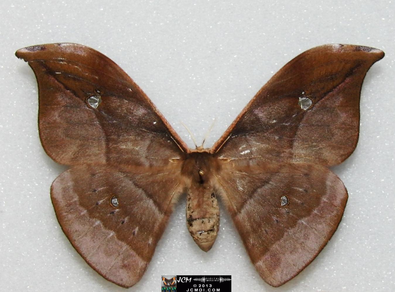 Unidentified Saturniid 02-20-2010 